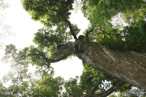 福建北上抗日宣言发布地石峰纪念馆旅游攻略 之 古树