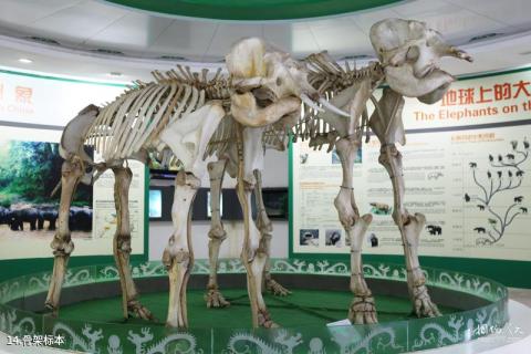 西双版纳野象谷旅游攻略 之 骨架标本