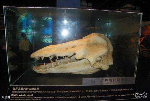 抚顺皇家海洋乐园旅游攻略 之 白鲸