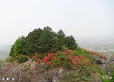 河源龙川霍山风景区旅游攻略 之 山地石榴