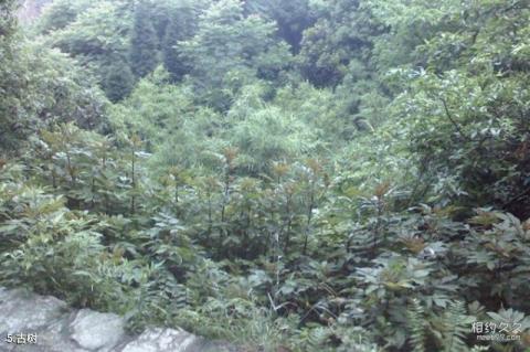 遵义凤冈茶海之心景区旅游攻略 遵义凤冈茶海之心景区旅游攻略