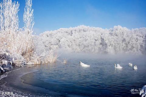 伊宁天鹅泉湿地公园旅游攻略 之 天鹅泉 伊宁天鹅泉湿地公园旅游攻略 之 天鹅泉
