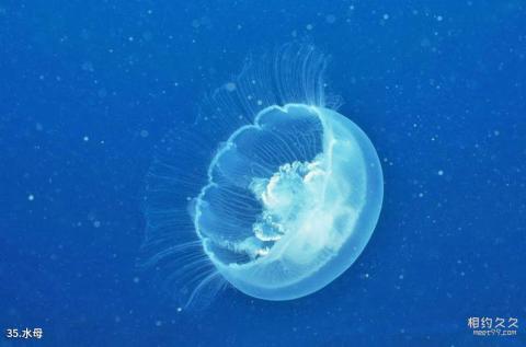 上海海洋水族馆旅游攻略 之 水母 上海海洋水族馆旅游攻略 之 水母