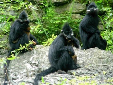 贵州沿河乌江山峡旅游攻略 之 黑叶猴