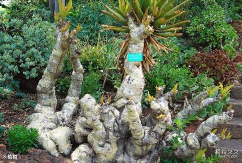 南非先民纪念馆旅游攻略 之 植物