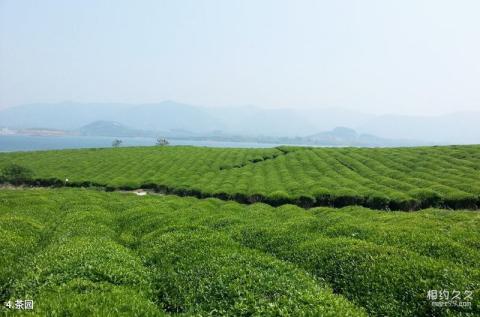 宜兴湖父深氧健身公园旅游攻略 之 茶园