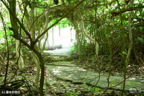 广西南宁药用植物园旅游攻略 之 藤本药物区 广西南宁药用植物园旅游攻略 之 藤本药物区