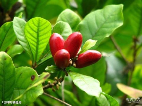 海南兴隆热带植物园旅游攻略 之 热带珍稀植物 海南兴隆热带植物园旅游攻略 之 热带珍稀植物