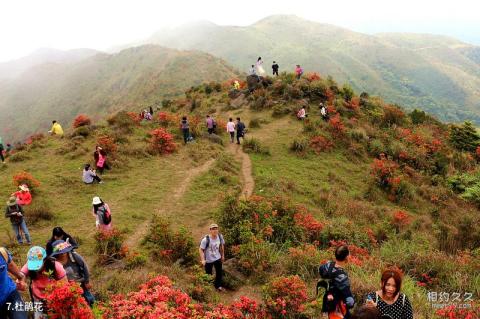 新兴广东天露山旅游度假区旅游攻略 之 杜鹃花 新兴广东天露山旅游度假区旅游攻略 之 杜鹃花