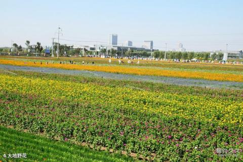 铁岭新城万亩花海旅游攻略 之 大地野花 铁岭新城万亩花海旅游攻略 之 大地野花