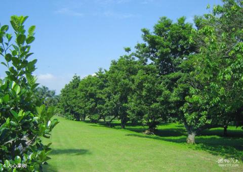 湛江南亚热带植物园旅游攻略 之 人心果树