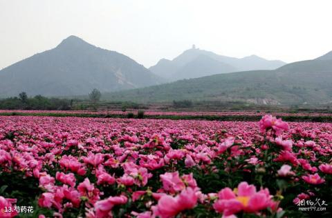 滦县青龙山景区旅游攻略 之 芍药花