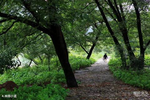 温州青龙湖风景区旅游攻略 之 林荫小道