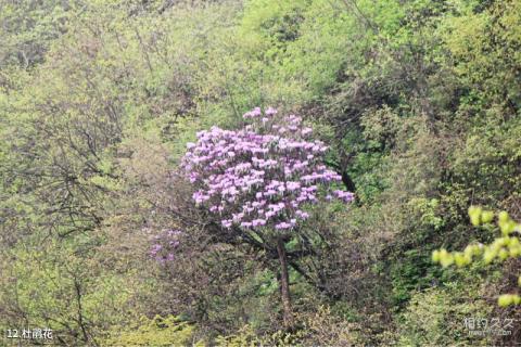 绵阳千佛山风景名胜区旅游攻略 之 杜鹃花