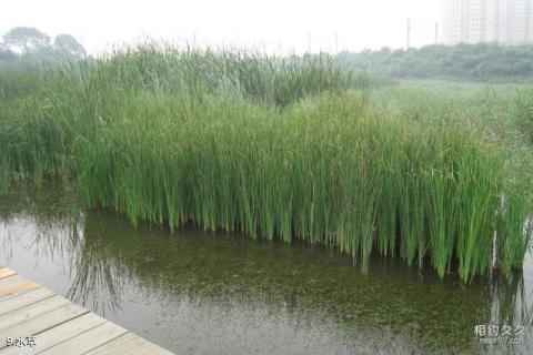 大连前关城市中央湿地公园旅游攻略 之 水草