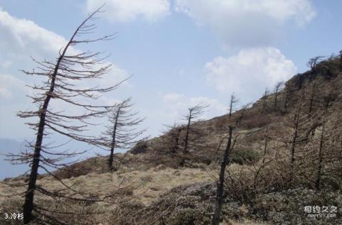 秦岭光头山旅游攻略 之 冷杉