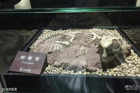 广州花都石头记矿物园旅游攻略 之 古代生灵