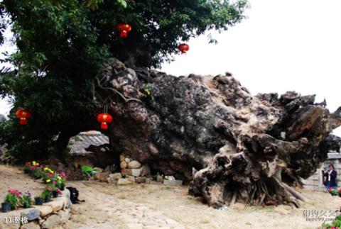 福建长泰古山重景区旅游攻略 之 卧樟 福建长泰古山重景区旅游攻略 之 卧樟