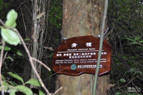 湖南六步溪国家级自然保护区旅游攻略 之 青檀林