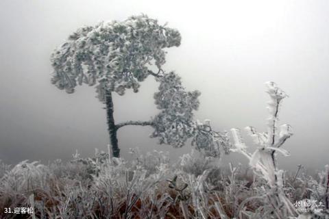 福建茫荡山风景区旅游攻略 之 迎客松