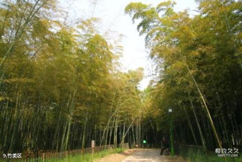杭州植物园旅游攻略 之 竹类区