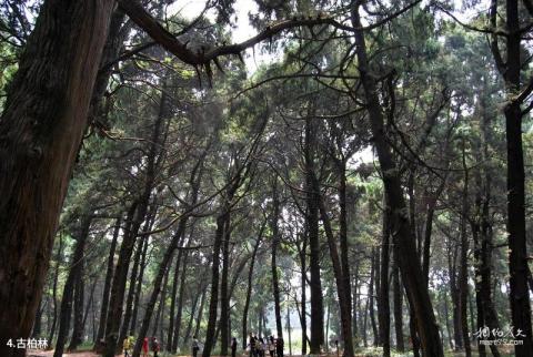 梓潼七曲山风景区旅游攻略 之 古柏林