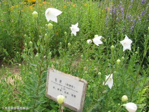 广西南宁药用植物园旅游攻略 之 本草纲目草部展区 广西南宁药用植物园旅游攻略 之 本草纲目草部展区