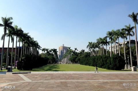 台湾大学校园风光 之 椰林大道