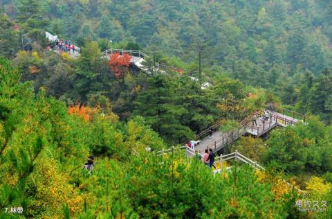 陕西商洛天竺山国家森林公园旅游攻略 之 林带