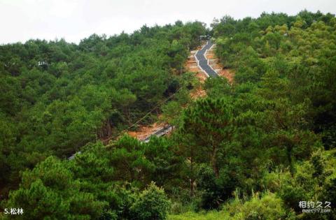 广西岑溪东山公园旅游攻略 之 松林