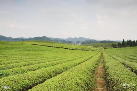 遵义凤冈茶海之心景区旅游攻略 之 茶园 遵义凤冈茶海之心景区旅游攻略 之 茶园