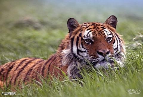 云南南滚河国家级自然保护区旅游攻略 之 孟加拉虎