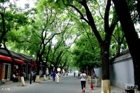 北京国子监街旅游攻略 之 古槐