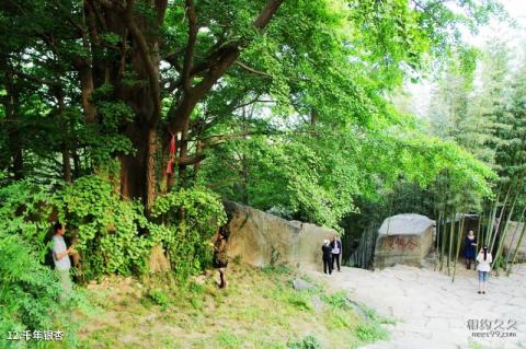 连云港海上云台山旅游攻略 之 千年银杏 连云港海上云台山旅游攻略 之 千年银杏