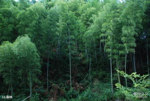 湖南龙窖山风景区旅游攻略 之 森林 湖南龙窖山风景区旅游攻略 之 森林