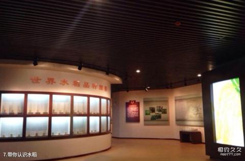 安徽中国稻米博物馆旅游攻略 之 带你认识水稻