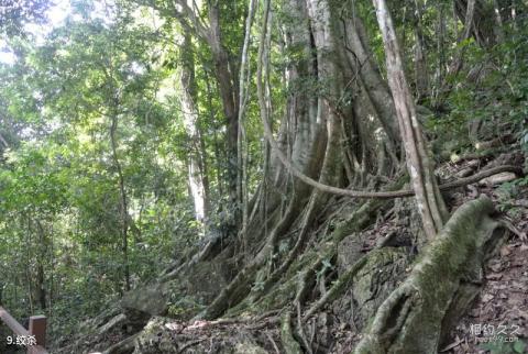 西双版纳望天树景区旅游攻略 之 绞杀 西双版纳望天树景区旅游攻略 之 绞杀