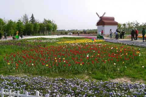 西安沣东现代都市农业博览园旅游攻略 之 郁金香