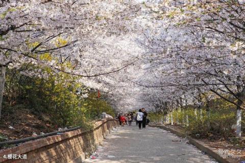 滨州邹平樱花山风景区旅游攻略 之 樱花大道 滨州邹平樱花山风景区旅游攻略 之 樱花大道