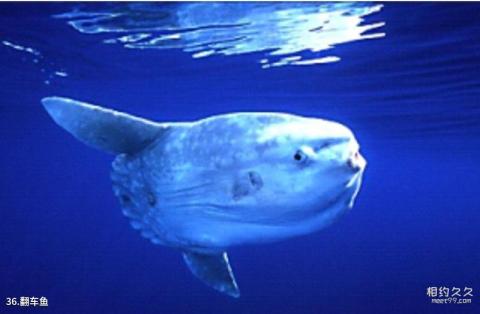 上海海洋水族馆旅游攻略 之 翻车鱼 上海海洋水族馆旅游攻略 之 翻车鱼
