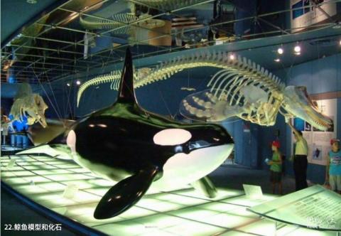 青岛水族馆旅游攻略 之 鲸鱼模型和化石
