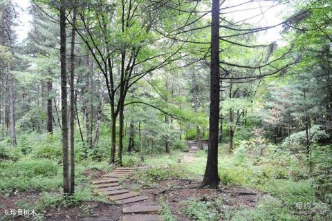 伊春锦绣山水公园旅游攻略 之 珍贵树木 伊春锦绣山水公园旅游攻略 之 珍贵树木