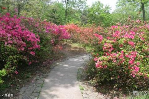 杭州植物园旅游攻略 之 杜鹃园