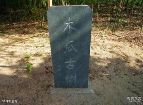 海阳云顶自然风景旅游区旅游攻略 之 木瓜古树 海阳云顶自然风景旅游区旅游攻略 之 木瓜古树