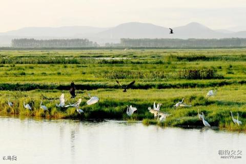 黑龙江挠力河国家级自然保护区旅游攻略 之 鸟类