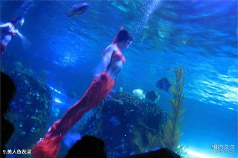 抚顺皇家海洋乐园旅游攻略 之 美人鱼表演