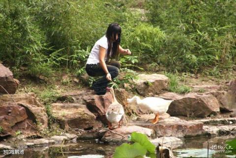 上海古猗园旅游攻略 之 戏鹅池