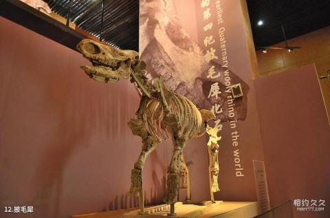 和政古动物化石博物馆旅游攻略 之 披毛犀