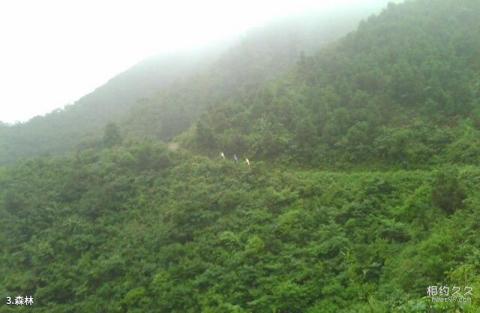 湖南天堂山国家森林公园旅游攻略 之 森林 湖南天堂山国家森林公园旅游攻略 之 森林
