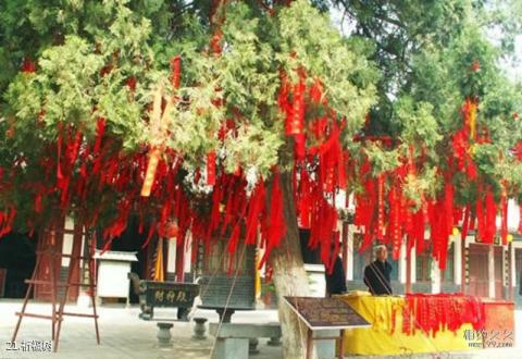 三门峡函谷关古文化旅游区旅游攻略 之 祈福树